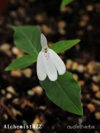 Rhinacanthus nasutus flower2.jpg
